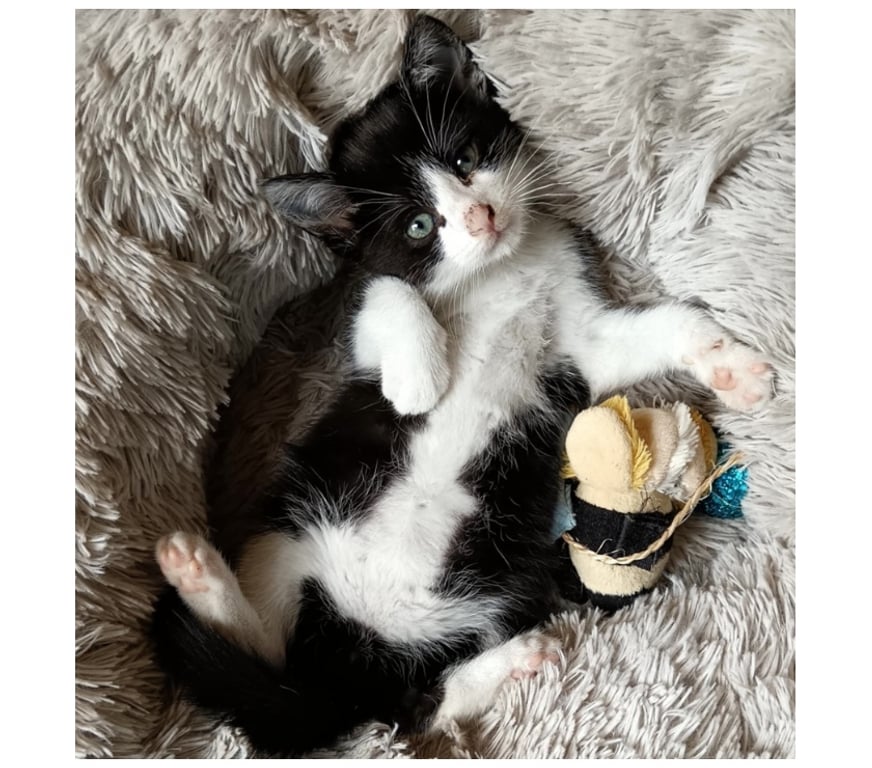 Vente Cher Bessais le Fromental - 18210 - Photos Vivastreet WOODY, gentil chaton noir et blanc à adopter