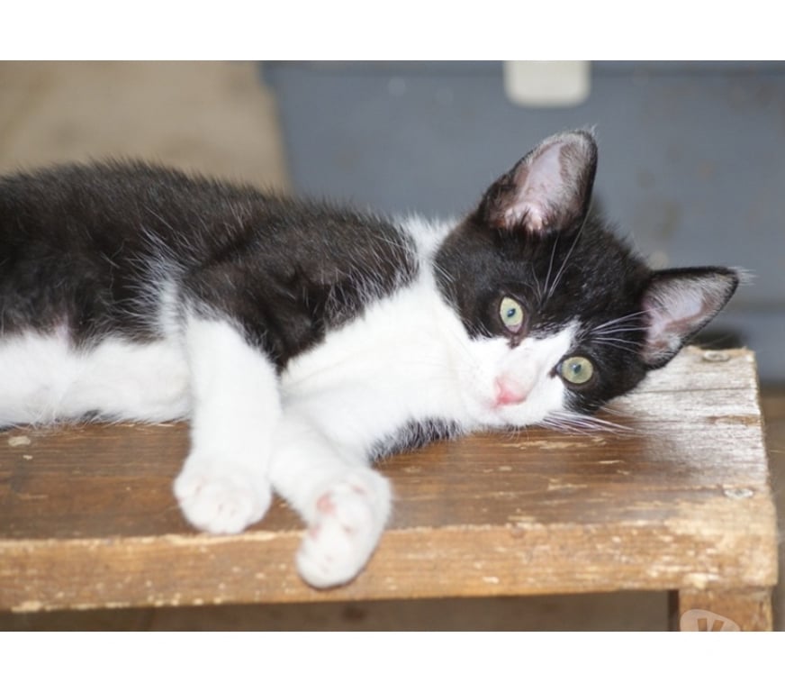Vente Cher Bessais le Fromental - 18210 - Photos Vivastreet WOODY, gentil chaton noir et blanc à adopter