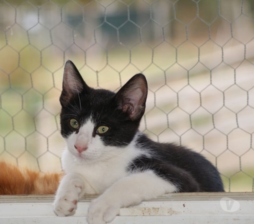 Vente Cher Bessais le Fromental - 18210 - Photos Vivastreet WOODY, gentil chaton noir et blanc à adopter