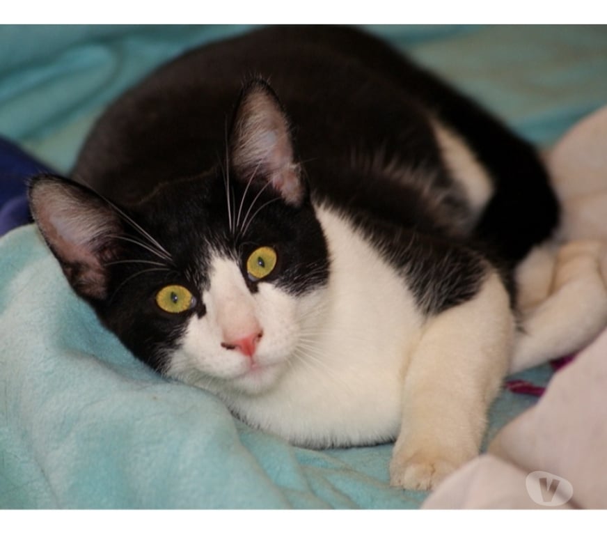 Vente Cher Bessais le Fromental - 18210 - Photos Vivastreet WOODY, gentil chaton noir et blanc à adopter