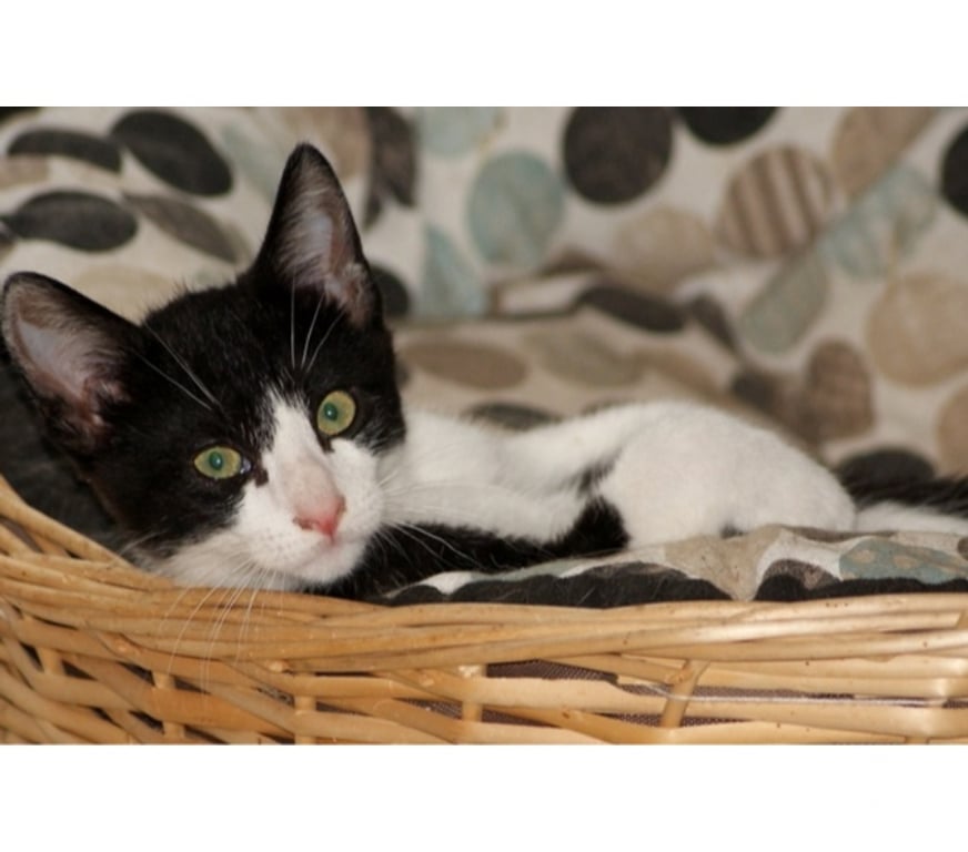 Vente Cher Bessais le Fromental - 18210 - Photos Vivastreet WOODY, gentil chaton noir et blanc à adopter