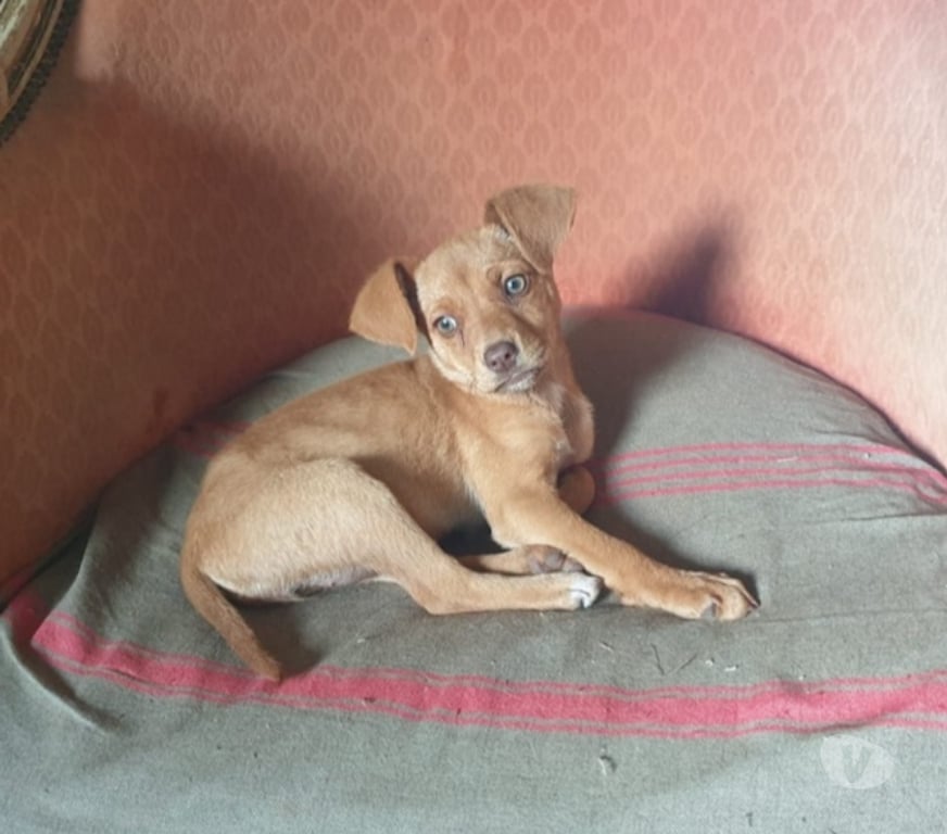 Vente Finistère Spezet - 29540 - Photos Vivastreet JI WOO, adorable chiot croisée Braque Allemand