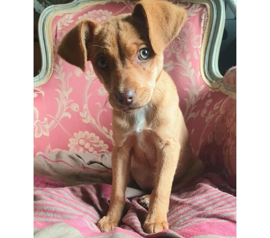 Vente Finistère Spezet - 29540 - Photos Vivastreet JI WOO, adorable chiot croisée Braque Allemand