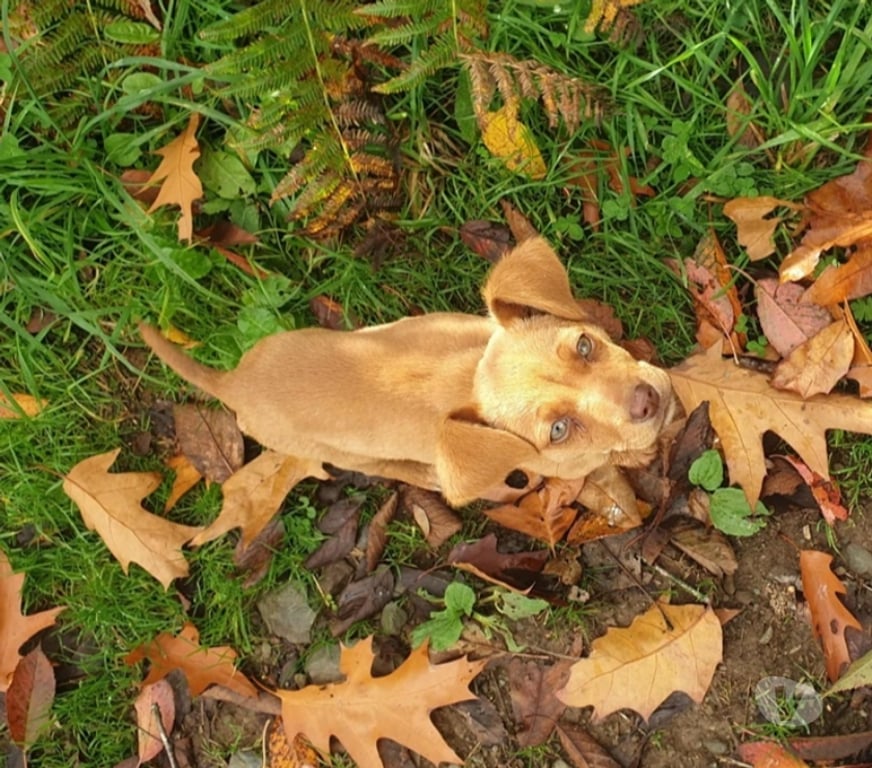 Vente Finistère Spezet - 29540 - Photos Vivastreet JI WOO, adorable chiot croisée Braque Allemand