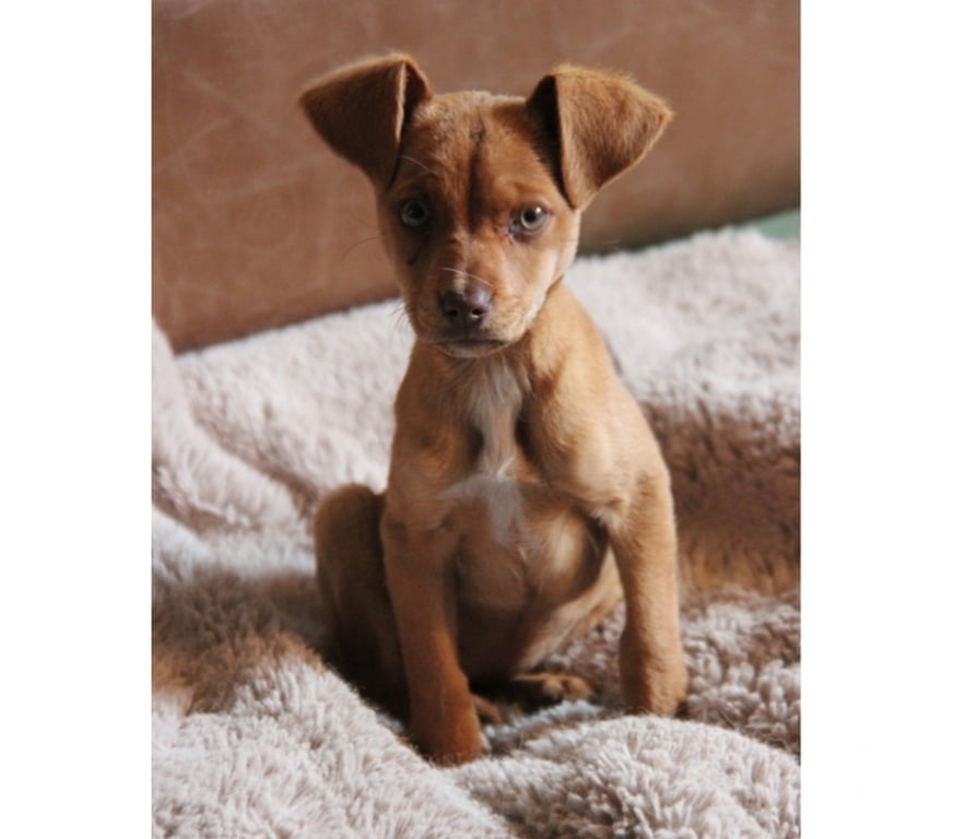 Vente Finistère Spezet - 29540 - Photos Vivastreet JI WOO, adorable chiot croisée Braque Allemand