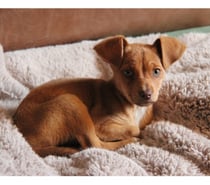 JI WOO, adorable chiot croisée Braque Allemand