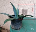 La Salvetat St Gilles - Haute-Garonne — Agave Américain