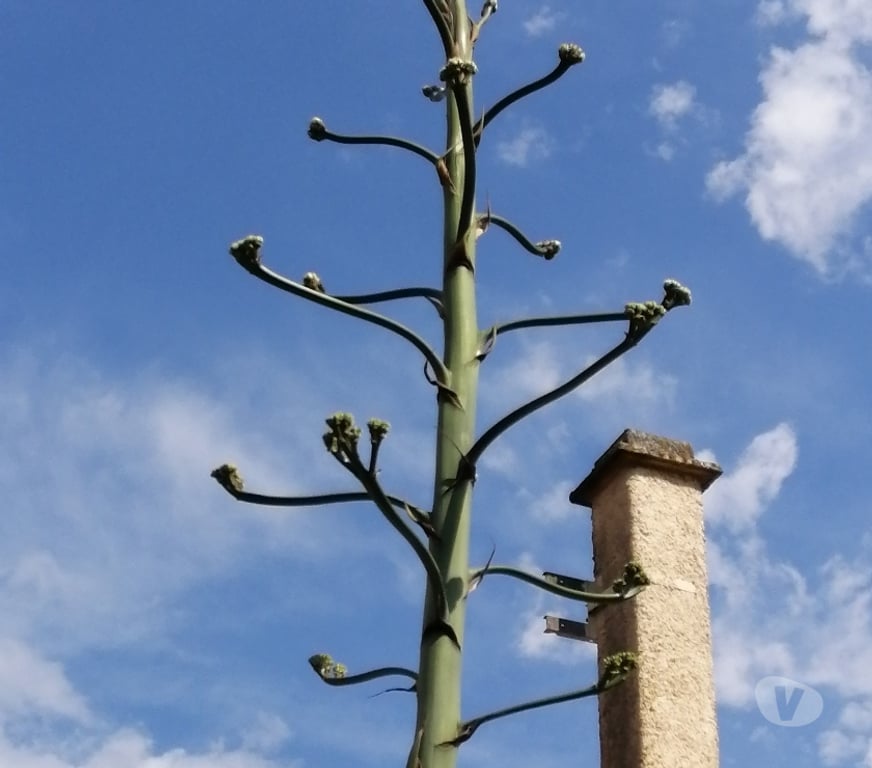  Haute-Garonne La Salvetat St Gilles - 31880 - Photos Vivastreet Agave Américain