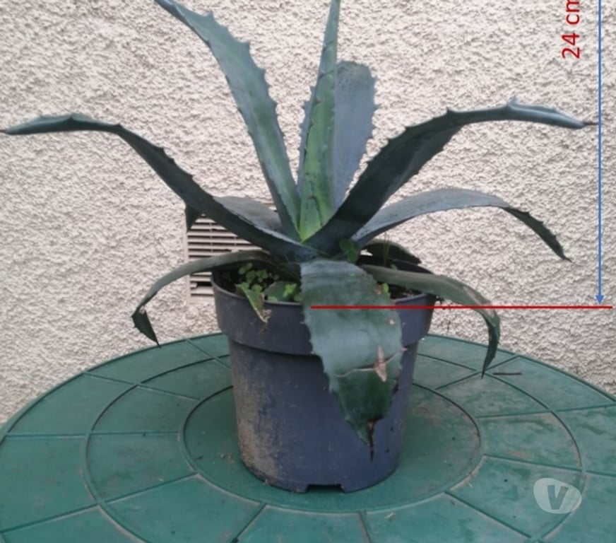  Haute-Garonne La Salvetat St Gilles - 31880 - Photos Vivastreet Agave Américain