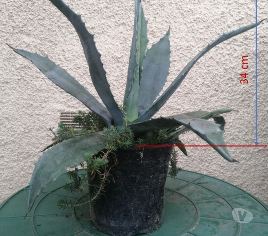  Haute-Garonne La Salvetat St Gilles - 31880 - Photos Vivastreet Agave Américain