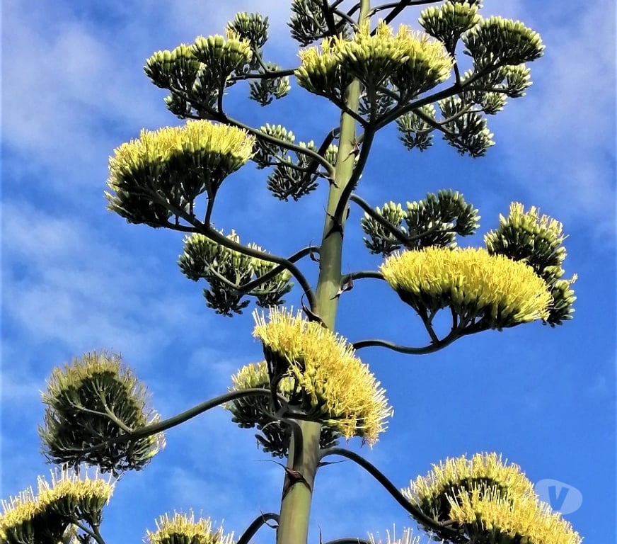  Haute-Garonne La Salvetat St Gilles - 31880 - Photos Vivastreet Agave Américain