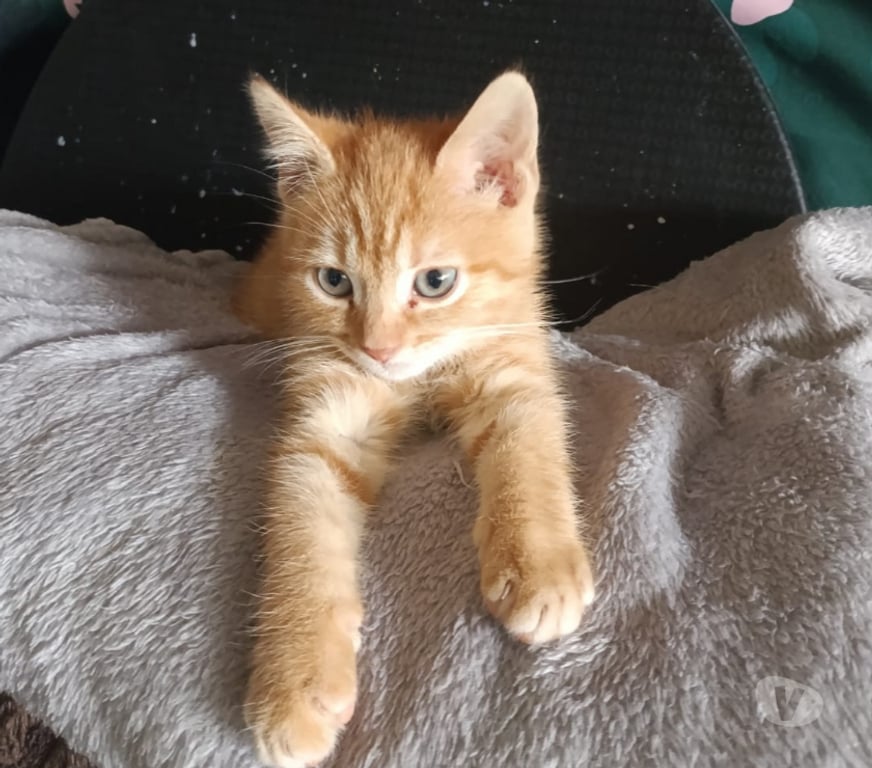 Don animaux Rhône Lyon - Photos Vivastreet ARAGORN, chaton curieux au grand coeur