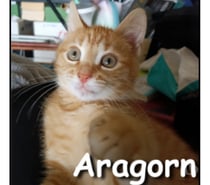 ARAGORN, chaton curieux au grand coeur