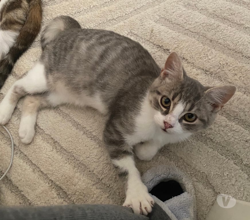 Don animaux Rhône Lyon - Photos Vivastreet ABOU, chaton calme et câlin