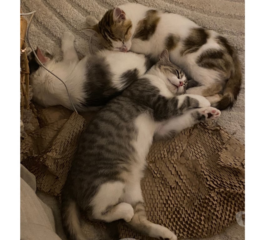 Don animaux Rhône Lyon - Photos Vivastreet ABOU, chaton calme et câlin