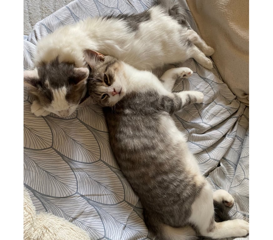 Don animaux Rhône Lyon - Photos Vivastreet ABOU, chaton calme et câlin