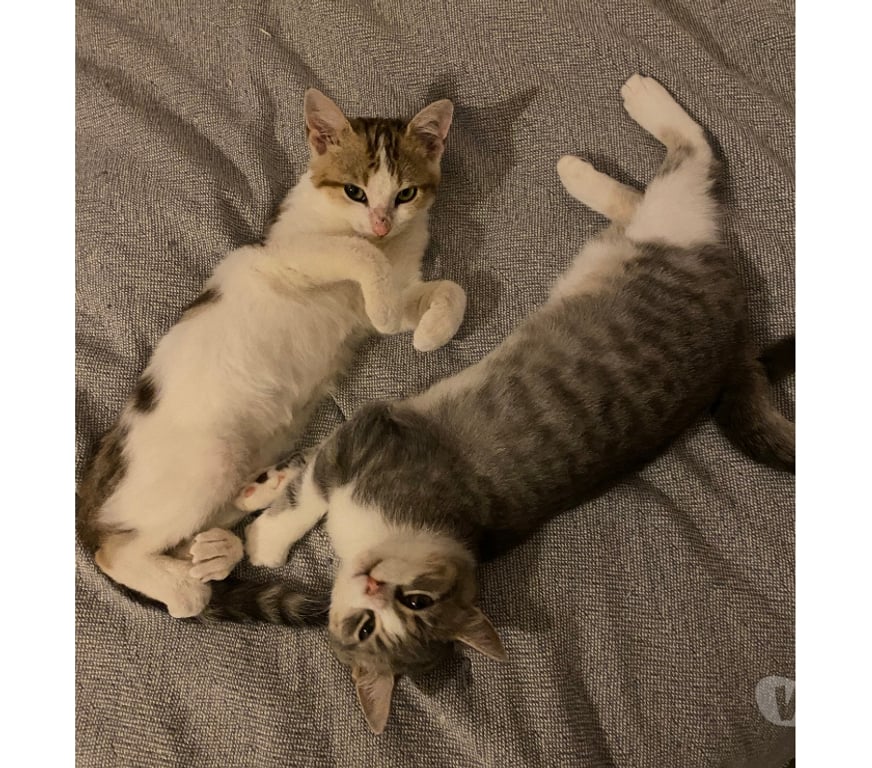 Don animaux Rhône Lyon - Photos Vivastreet ABOU, chaton calme et câlin