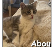 ABOU, chaton calme et câlin