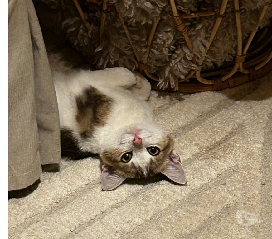 Don animaux Rhône Lyon - Photos Vivastreet ANDY, chaton affectueux et gentil