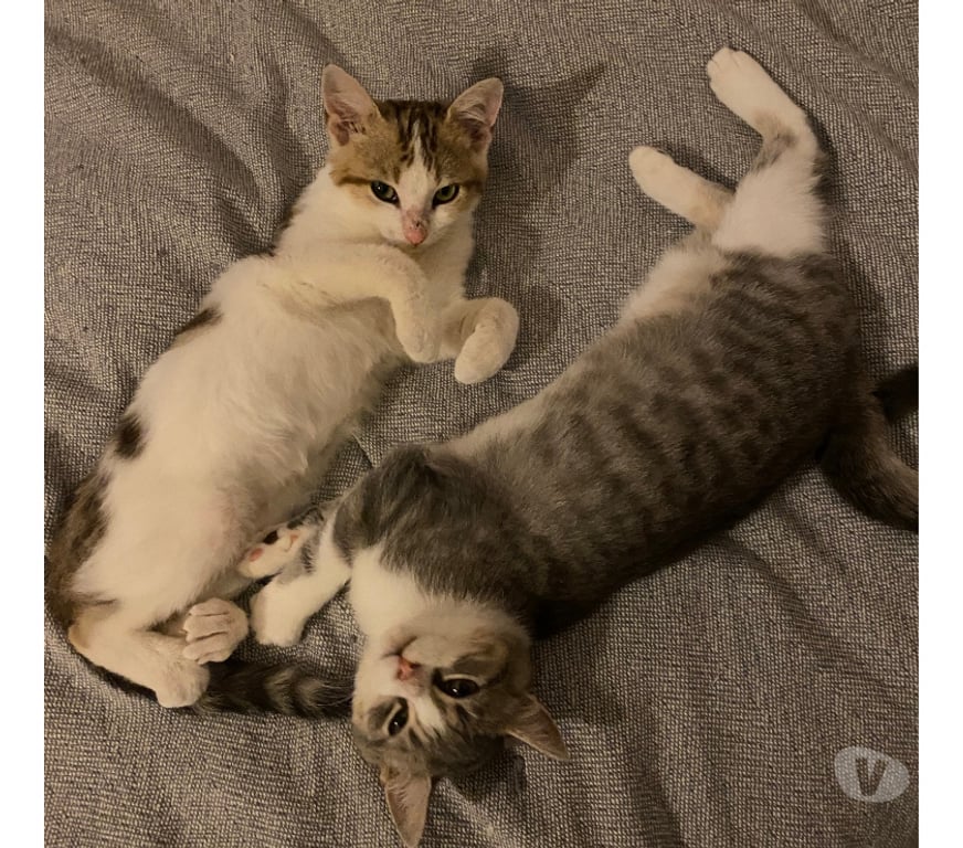 Don animaux Rhône Lyon - Photos Vivastreet ANDY, chaton affectueux et gentil