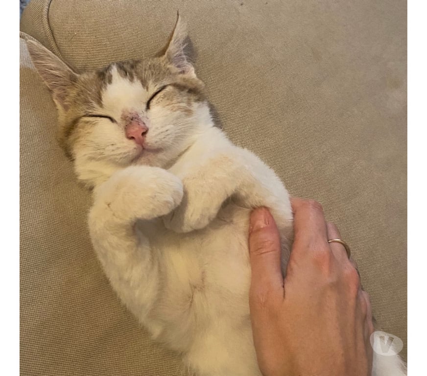 Don animaux Rhône Lyon - Photos Vivastreet ANDY, chaton affectueux et gentil