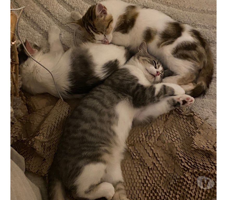 Don animaux Rhône Lyon - Photos Vivastreet ANDY, chaton affectueux et gentil