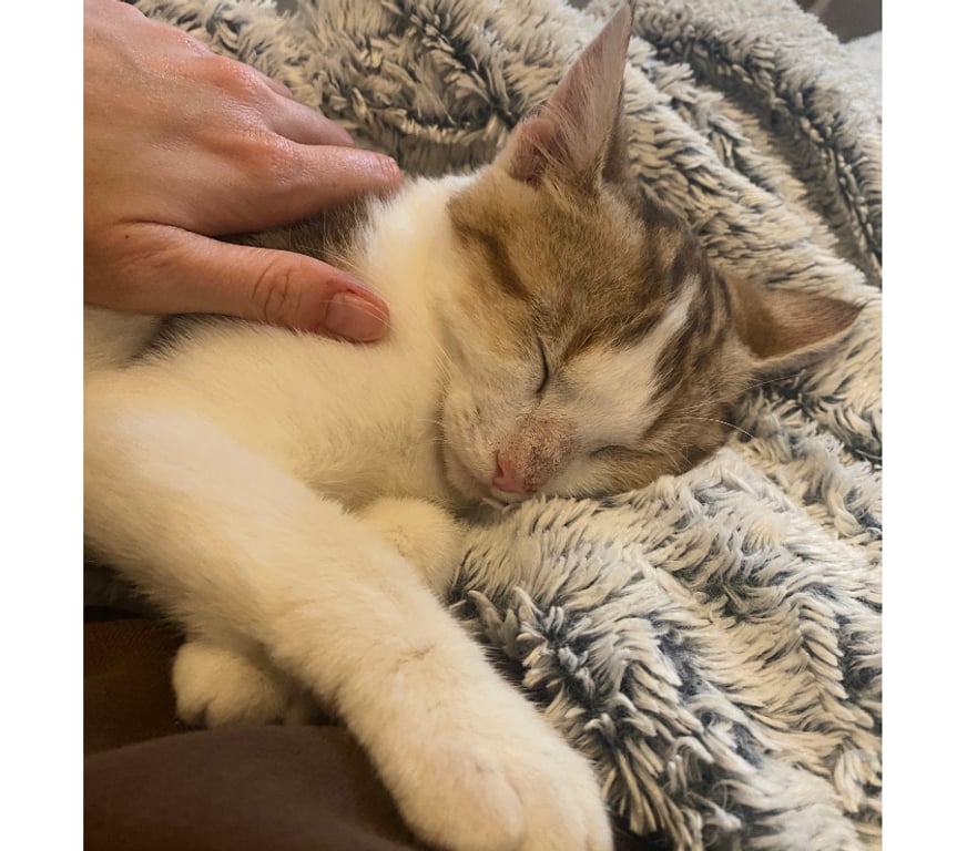 Don animaux Rhône Lyon - Photos Vivastreet ANDY, chaton affectueux et gentil