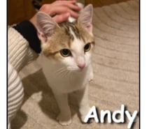 ANDY, chaton affectueux et gentil