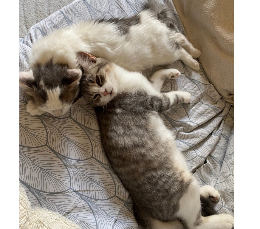 Don animaux Rhône Lyon - Photos Vivastreet ANGE, chaton joyeux et attendrissant