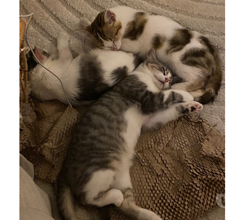 Don animaux Rhône Lyon - Photos Vivastreet ANGE, chaton joyeux et attendrissant