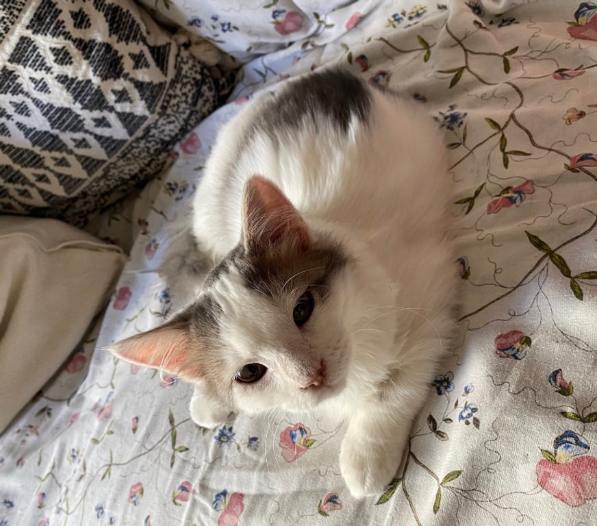 Don animaux Rhône Lyon - Photos Vivastreet ANGE, chaton joyeux et attendrissant