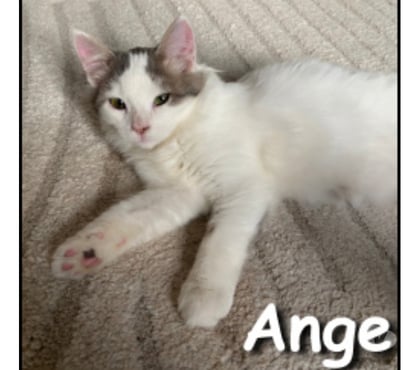 Don animaux Lyon Lyon - Photos Vivastreet ANGE, chaton joyeux et attendrissant