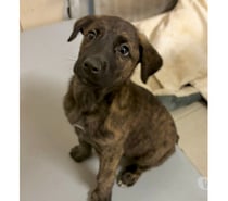 AURA, chiot type berger hollandais 3 mois non lof