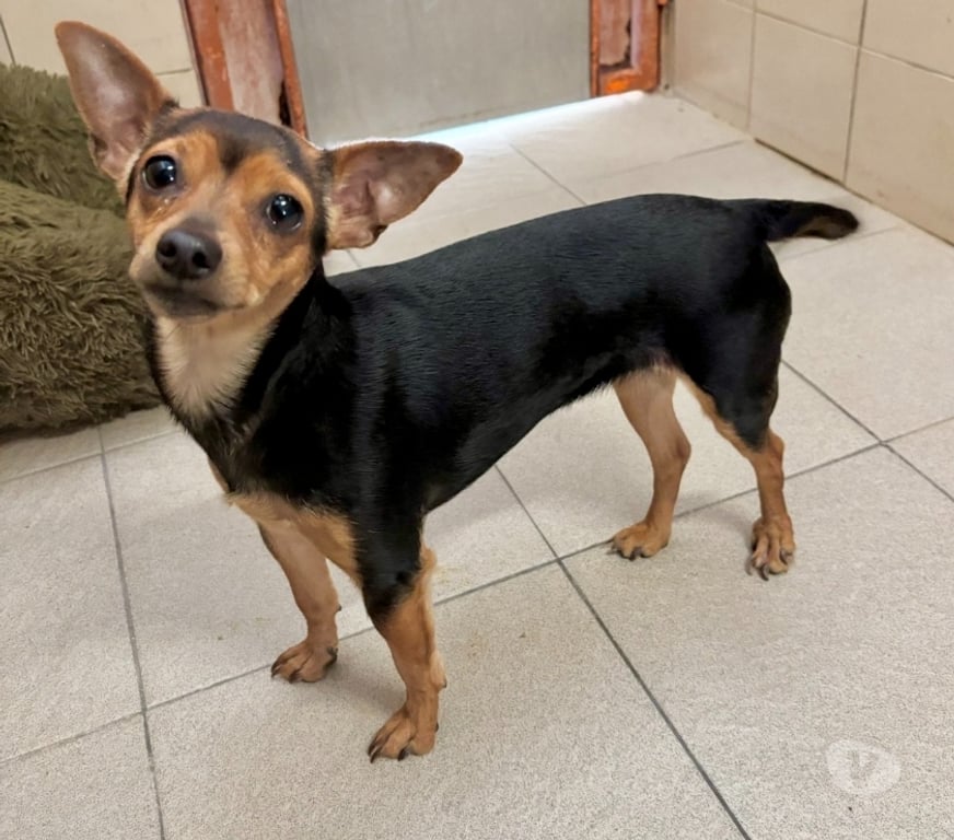 Don animaux Hérault Beziers - 34500 - Photos Vivastreet ASSIETTE, chienne type pinscher 2 ans non lof