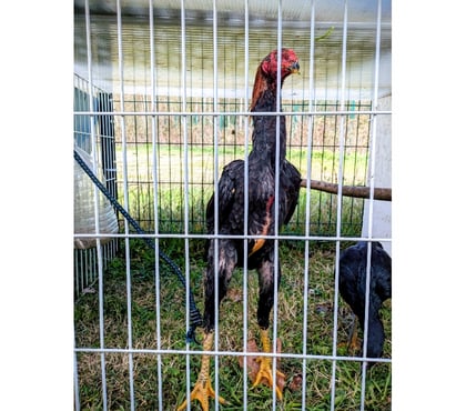 Vente animaux La Lande de Fronsac Gironde - Photos Vivastreet Coq O shamo allemand