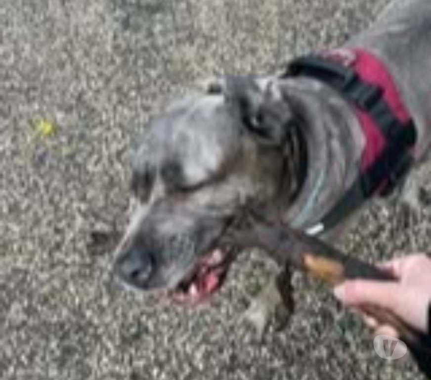 Don animaux Ardèche Le Teil - 07400 - Photos Vivastreet Chien AIDA à l adoption