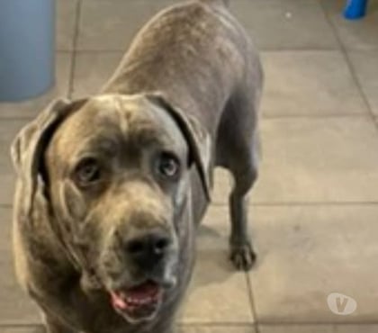 Don animaux Le Teil Ardèche - Photos Vivastreet Chien AIDA à l adoption