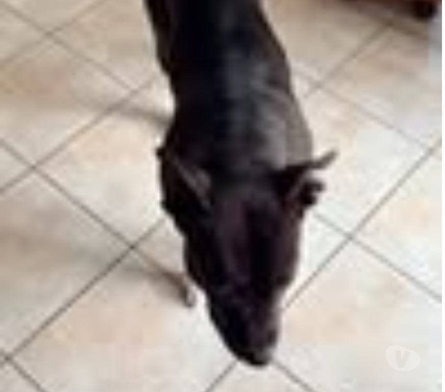 Don animaux Haute-Loire Loudes - 43320 - Photos Vivastreet Chien THALIE à l adoption