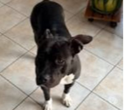 Don animaux Loudes Haute-Loire - Photos Vivastreet Chien THALIE à l adoption