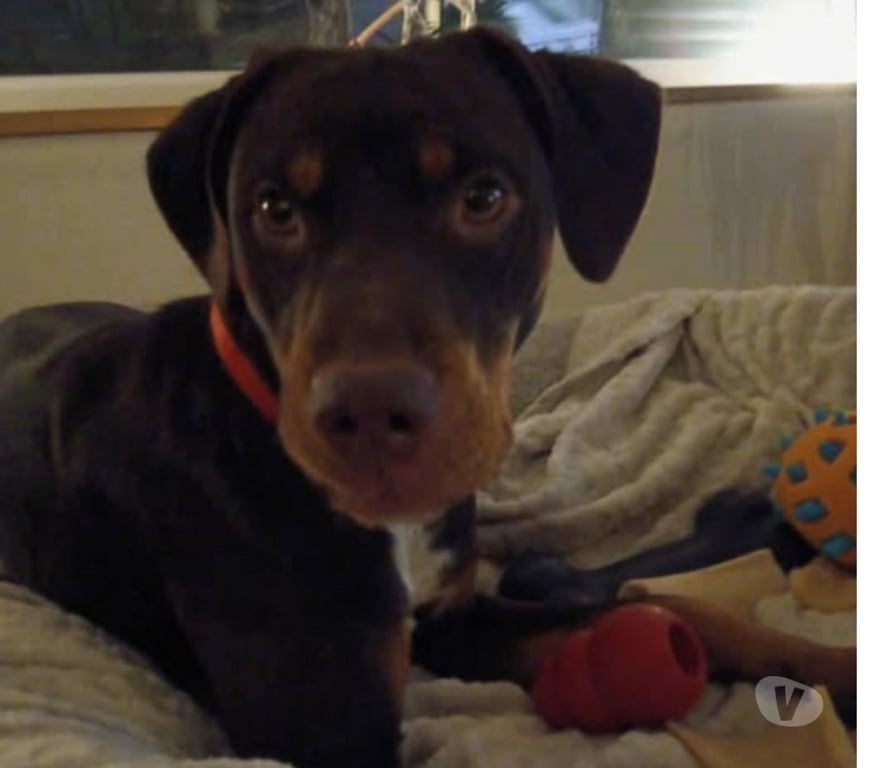 Don animaux Drôme St Paul Trois Chateaux - 26130 - Photos Vivastreet Chien SAKURA à l adoption