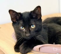 Chat GREY à l adoption