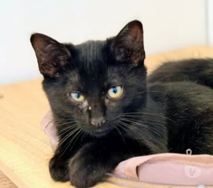 Don animaux St Restitut Drôme - Photos Vivastreet Chat GREY à l adoption