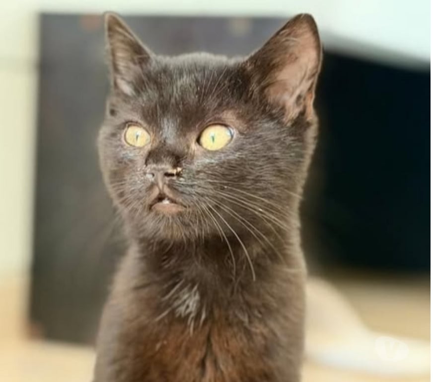 Don animaux Drôme St Restitut - 26130 - Photos Vivastreet Chat SALEM à l adoption