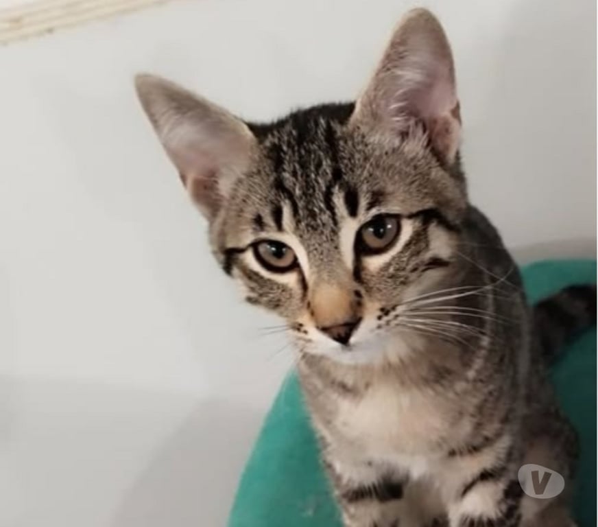 Don animaux Isère St Romans - 38160 - Photos Vivastreet Chat SIMBA à l adoption