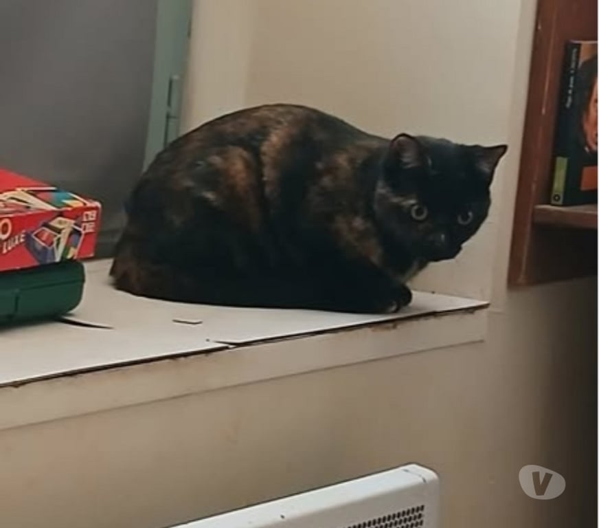 Don animaux Gard Nimes - Photos Vivastreet Chat SONIA à l adoption