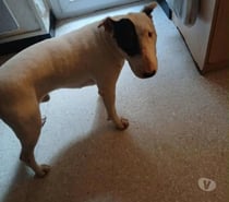 Chien CRAKEN à l adoption