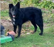 Chien ANOUK à l adoption