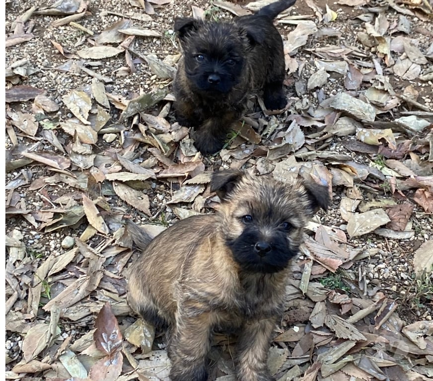 Vente Gard Nimes - Photos Vivastreet Chiot Cairn Terrier
