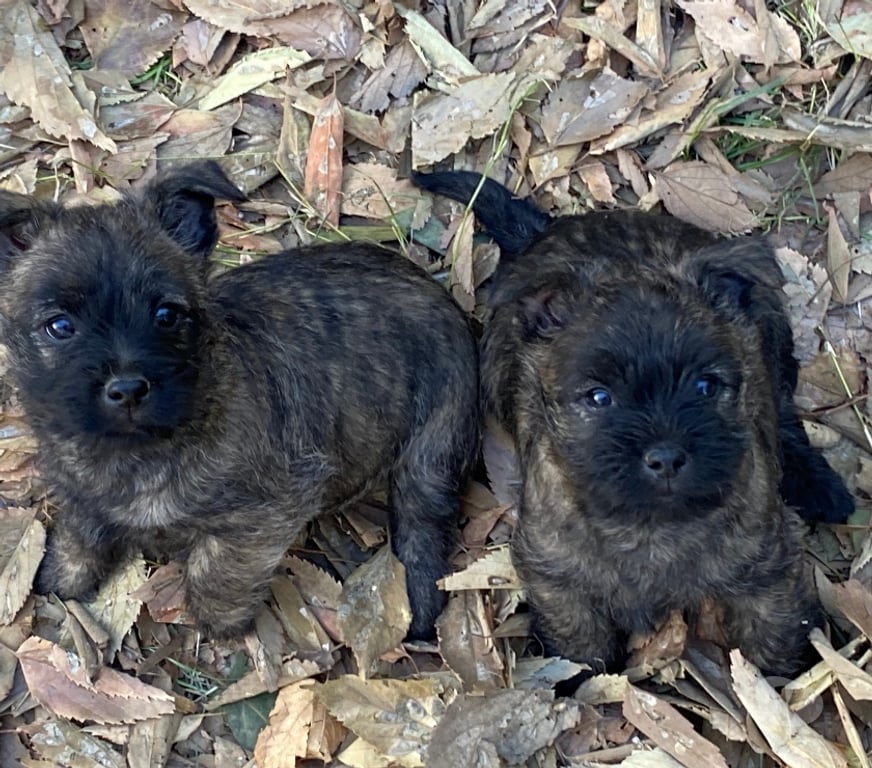 Vente Gard Nimes - Photos Vivastreet Chiot Cairn Terrier