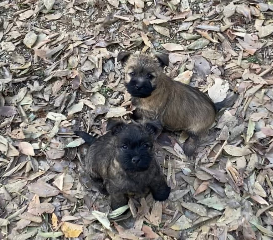 Vente Gard Nimes - Photos Vivastreet Chiot Cairn Terrier